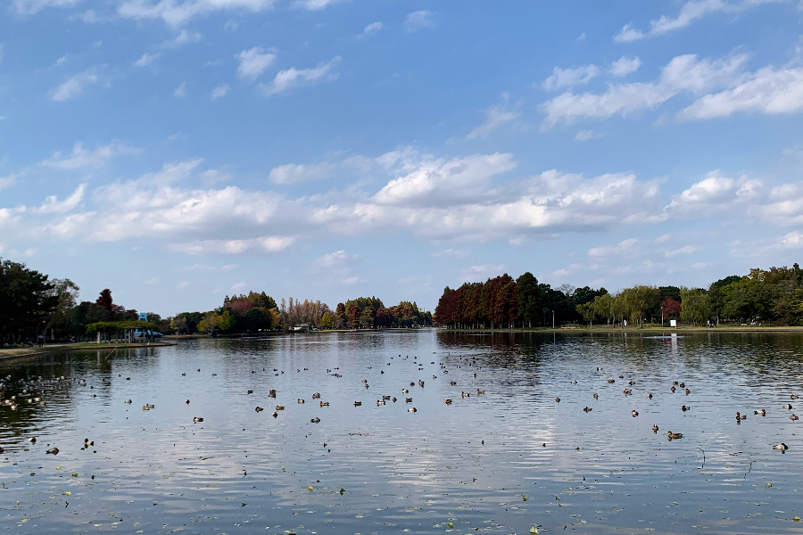 湖のある癒やしの公園